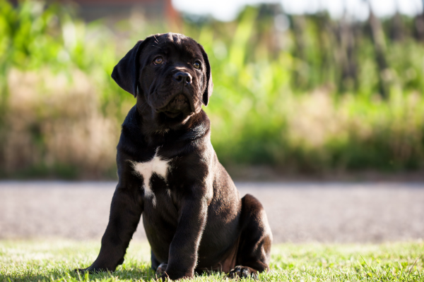 Cane Corso šteniatko